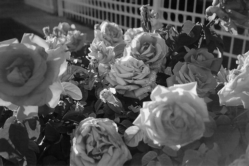 fleur morbide