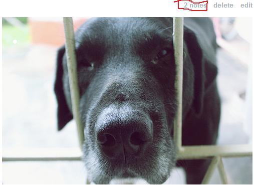  Pessoas se afetam com cachorrinhos lindos e fofinhos. Mas nunca se iriam importar