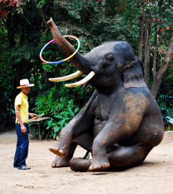 explore-the-earth:  Mae Taeng Elephant Park,