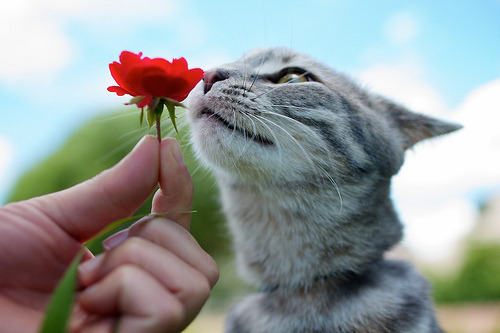 CATGASM