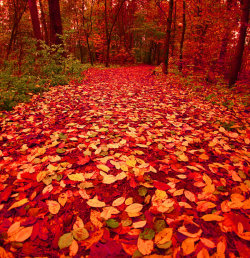 Rainwhisker:   Red Path Ii By *Karil 