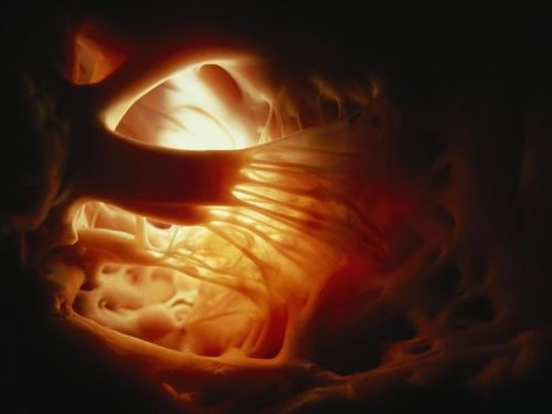 thetemperamentalgoat:Inside a ventricle of the human heart.This is too beautiful for words.