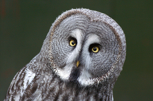 Owl (by daystar12uk)