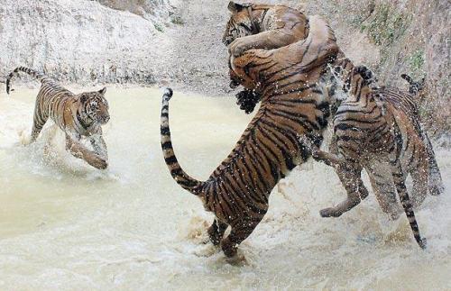 tigers