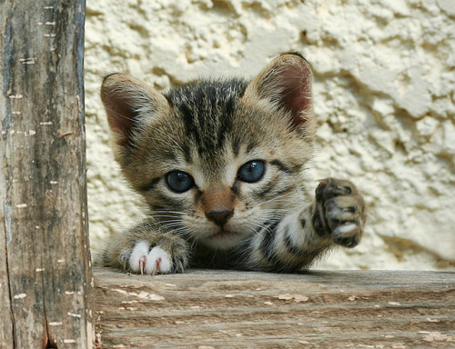 gangra55:  …And 2 Milk, please…..(Feral / Stray kitten) by Roeselien Raimond on Flickr. 