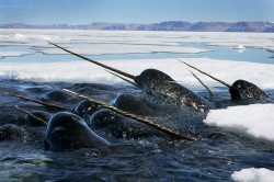 sunsurfer:  Narwals, New Foundland, Canada  photo via nationalgeographic 