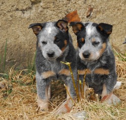 magicalnaturetour:  Australian Cattle Dog Pups by William Wills :) 