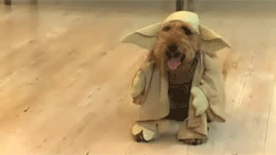 sangalangalang:  hexleviosa:  HAHAHA OMG ! SO ADORABLE ! :3  MY LIFE.I NEED ME A TURTLE AND A DOG NOW.  