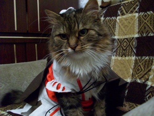 apostitutes:flamesv:wolfyn:Ezio Audicat da FelinzeThat is the most epic thing I’ve ever seen.