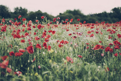 Poppies (by Marc Wilson) 