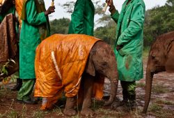 interwar:  Dedicated keepers at the David Sheldrick Wildlife Trust’s Nairobi Elephant Nursery in Kenya protect baby Shukuru from the cold and rain, and the risk of pneumonia, with a custom-made raincoat. ph. Michael Nichols 