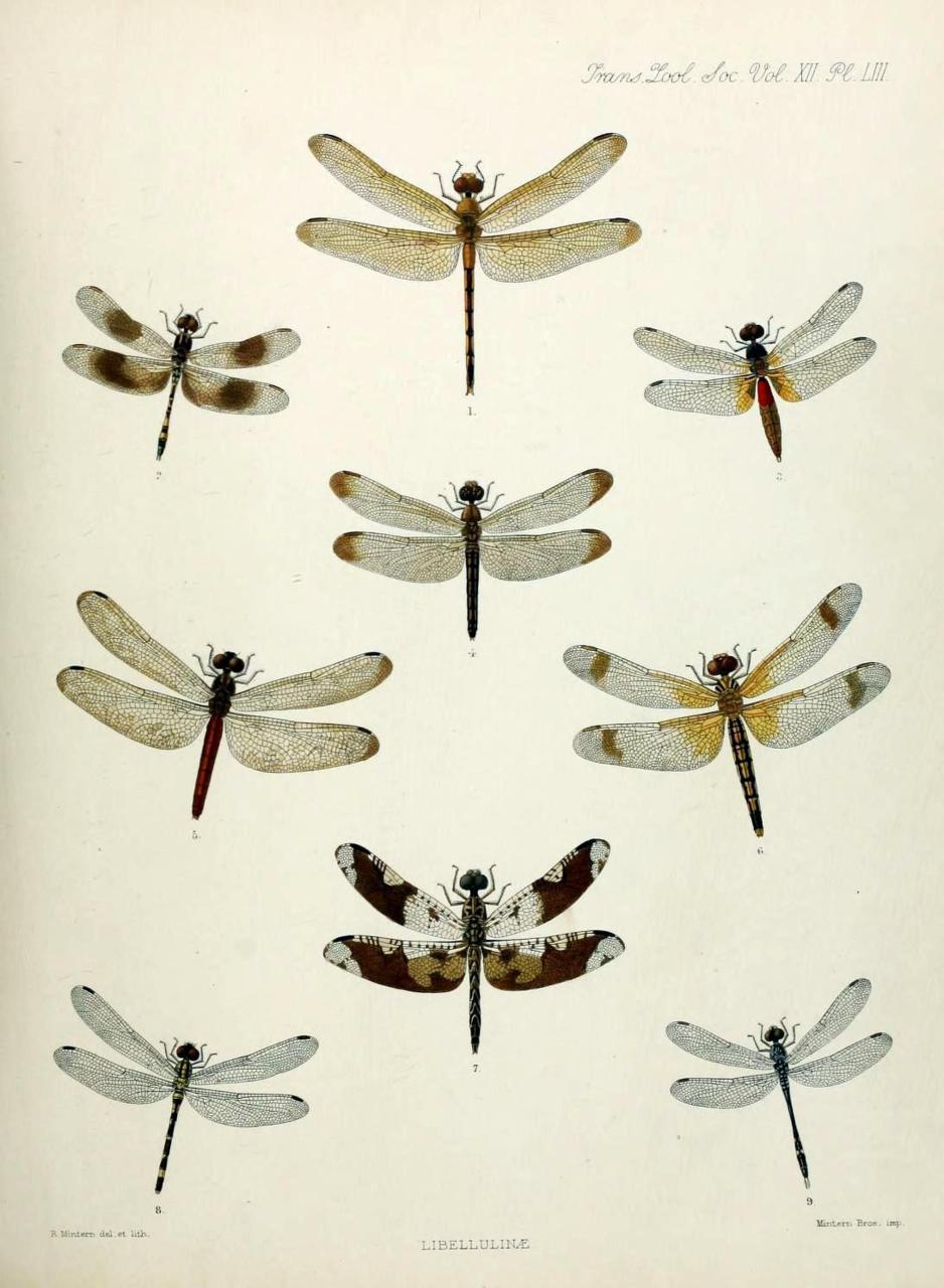 Dragonflies!
1. Cannacria batesii
2. Trithemis attenuata
3. Aethriamanta brevipennis
4. Untamo apicalis
5. Lyriothemis braueri
6. Deielia fasciata
7. Pseudoleon superbus
8. Nesoxenia cingulata
9. Anatya anomala
Transactions of the Zoological Society...