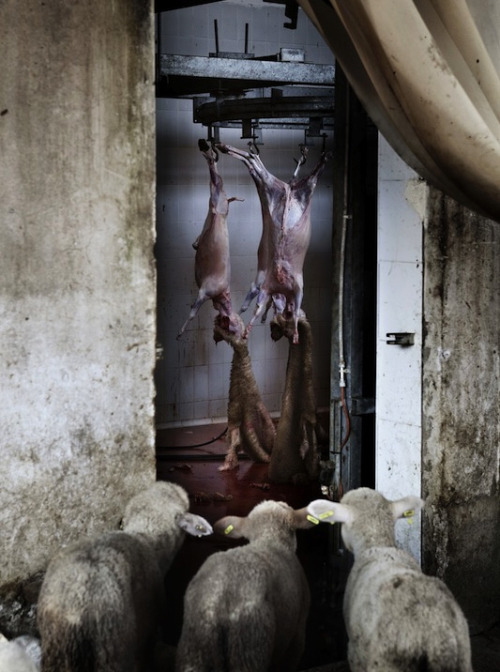  Selection from the series The Hidden Death by Tommaso Ausili 