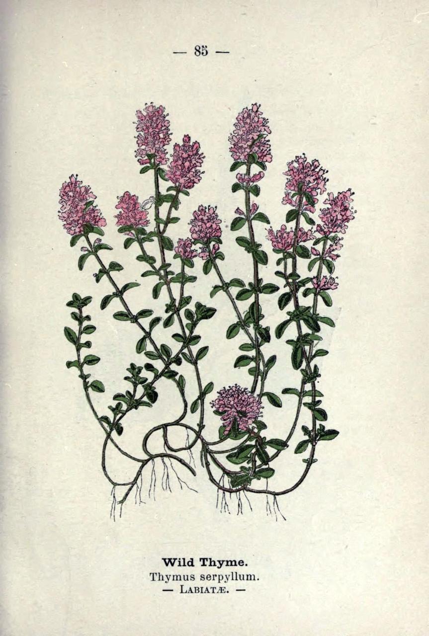 sequoiasempervirens:  Thymus serpyllum    