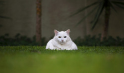 pudgykitties:  An island of chub 