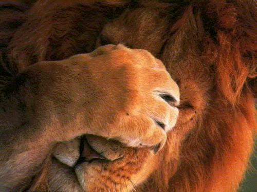garotofeiticeiro:  Sou um leão mal e perigoso, você tem que ter medo de mim *-* Rawn!!! 