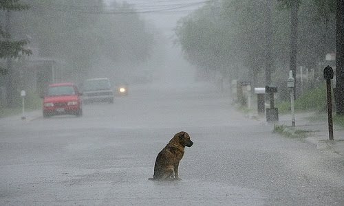  Abandonar quem jamais te abandonaria… Tão humano, tão ridículo. 