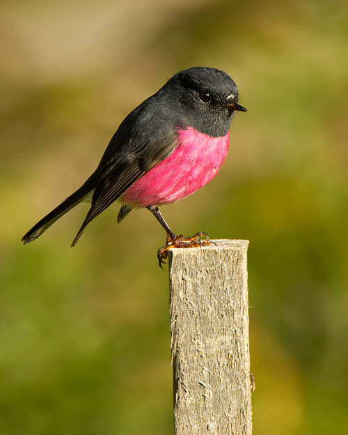 sirpatchybeard:Pink Robin