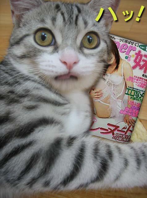 oh kitty