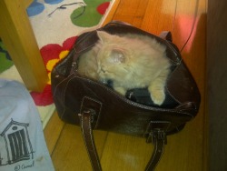 My brothers new kitten jumped into Mum&rsquo;s bag today. Sahhhhhhhhh Cute!