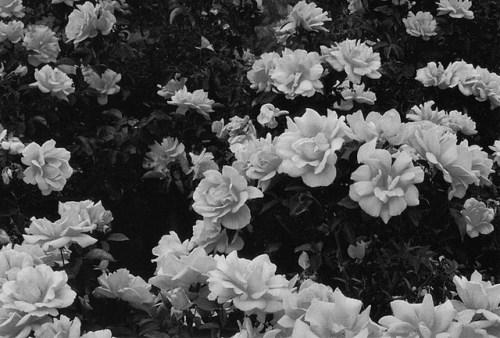 diacetyl-morphine.tumblr.com/post/9920067080/