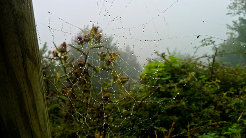 spiderweb