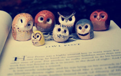 thosestaticwaves:  I was thinking of owls. Then I found them…with Harry Potter :) 