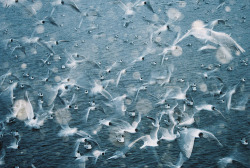 -volare:  seagulls (by Yura Kuznetsov) 