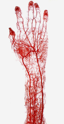  Gunther von Hagens, acid-corrosion cast of the arteries of the adult human hand and forearm 