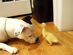 destroyer:Duck & Dog playing together. Aweomfg so cute