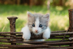 ehteirik:  cool kitten by ~NaViGa7or 