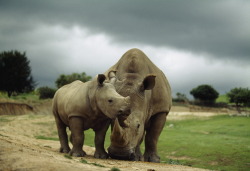 e-a-r-t-h:  A mother and baby rhinoceros