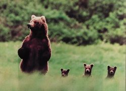 black-anch0r:  BUT LOOK AT ALL THE WITTLE BEARS 