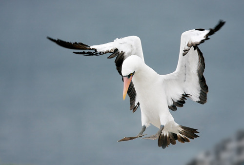 AMAZING!!!!!
sciencecenter:
“  Bullied birds tend to grow up to be bullies themselves
“  Researchers at Wake Forest University in North Carolina have now learned that Nazca boobies perpetuate a “cycle of violence”: bullied chicks tend to become...