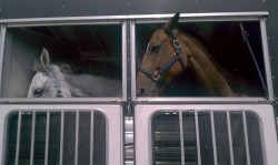 Trailer full of road tripping ponies on the