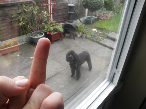 thatssorapist:ltalian:thatssorapist:me giving the middle finger to my dog \m/omg isthata POODLEhe pu