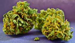 thatsgoodweed:  Strain Name: Hawaiian Cowabunga 