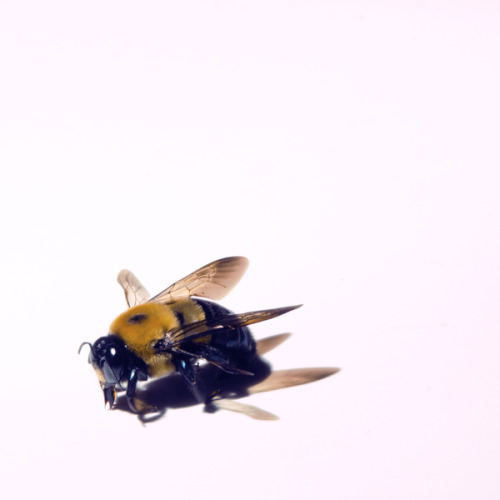 sarahthielke:  Bee  <3