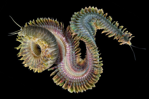 by Alexander Semenov
When I first began to experiment with sea life photography, I tried shooting small invertebrates for fun with an old camera, and without any professional lights or lenses. I found and collected the invertebrates underwater, and...