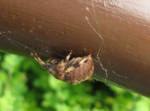 A spider on a railing.