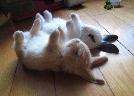 Play dead! Good bunnies (: