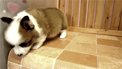 notochrasy-blog:  corgi puppy finds the edge of the table 