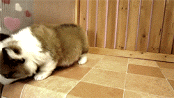 notochrasy-blog:  corgi puppy finds the edge of the table 
