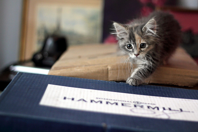 mykindafairytalee:  i. am. splorer. kitteh.  by blr60 on Flickr. 
