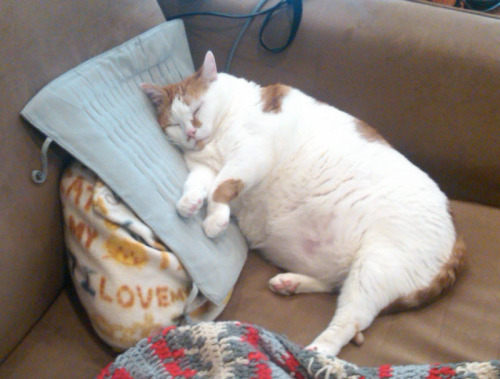 fat-animals:   This is my seven year old cat Bubba. He’s 26 pounds. In this photo, he’s doing one of his favorite activities - sleeping on a heat pad.  A cat that is fat (and also amazing.)  m