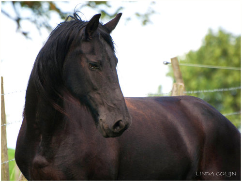 Portrait of Margo by ~KonikPolski