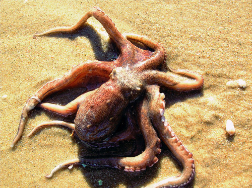 everyday420:octopus at st george island by octopus minor on Flickr.