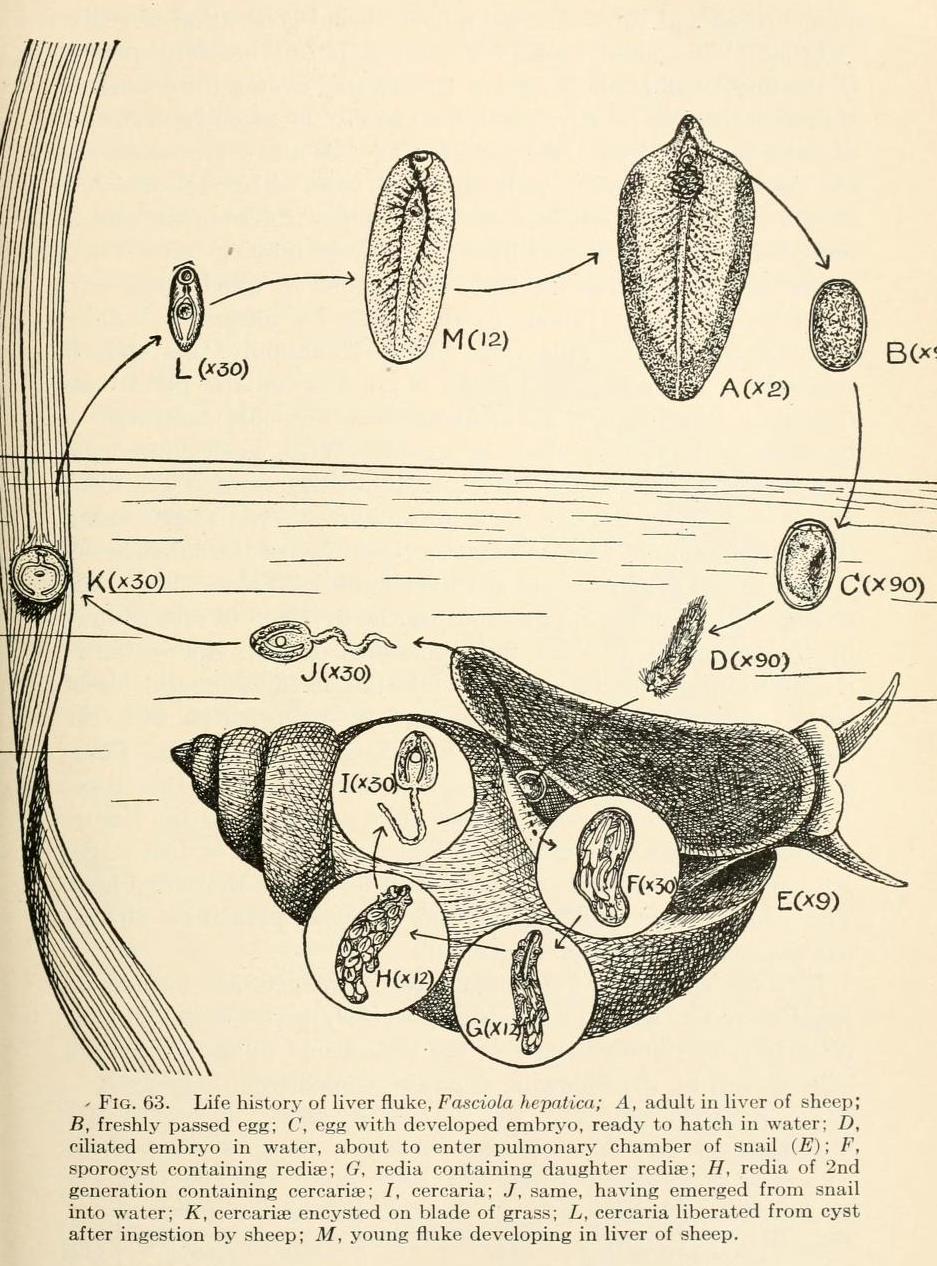 Life Cycle of Liver Fluke
The life cycle of the fluke that causes schistosomiasis has a very similar life cycle, except where the liver fluke enters and matures within the sheep liver, the schistosome enters the human skin, and matures within the...