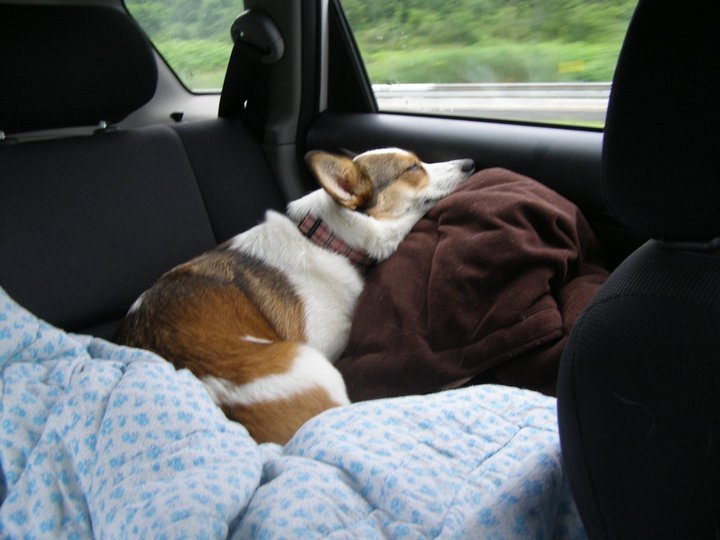 corgiaddict:  Pochi, road trippin’ in style on her very own pile of comfy i be