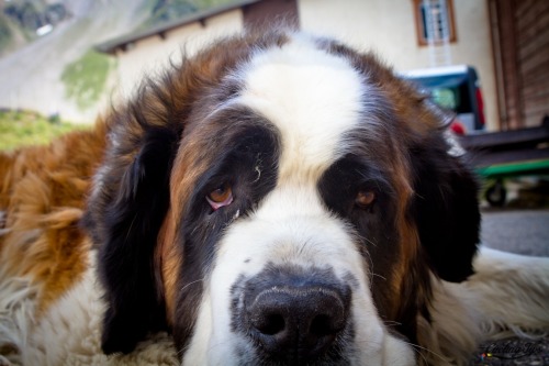 This rather mournful looking chap lives on Alpe d'Huez, where presumably he spends his summers reviving flagging cyclists with a nip of the hard stuff. He’s part of a lovely photo essay dedicated to the Alpe on CyclingTips.
I’ve just finished the...